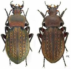 Attēlu rezultāti vaicājumam “Carabus cancellatus”