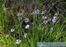 Attēlu rezultāti vaicājumam “Sisyrinchium montanum”