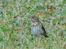 Attēlu rezultāti vaicājumam “Turdus philomelos”