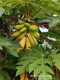 Image result for Carica papaya