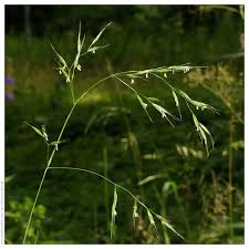 Attēlu rezultāti vaicājumam “Festuca gigantea”