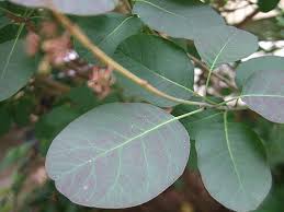 Attēlu rezultāti vaicājumam “Cotinus coggygria leaf”