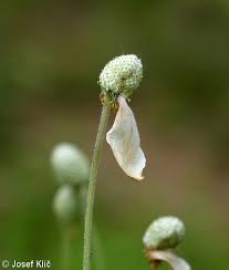Attēlu rezultāti vaicājumam “Anemone sylvestris bud”