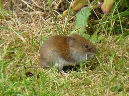 Attēlu rezultāti vaicājumam “Myodes glareolus”