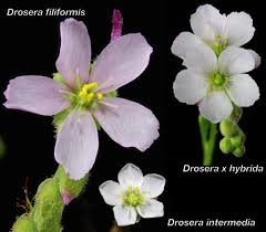 Attēlu rezultāti vaicājumam “Drosera x obovata leaf”