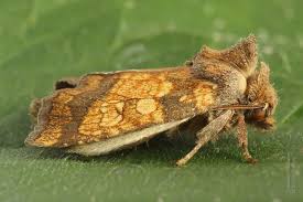 Attēlu rezultāti vaicājumam “Gortyna flavago”