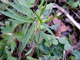 Attēlu rezultāti vaicājumam “Ranunculus auricomus leaf”