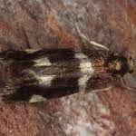 Attēlu rezultāti vaicājumam “Incurvaria praelatella”