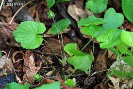 Attēlu rezultāti vaicājumam “Viola mirabilis leaf”