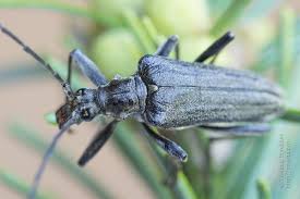 Attēlu rezultāti vaicājumam “Oxymirus cursor”