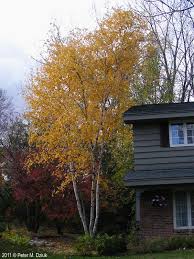 Attēlu rezultāti vaicājumam “Betula papyrifera”