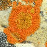 Attēlu rezultāti vaicājumam “Caloplaca scopularis”