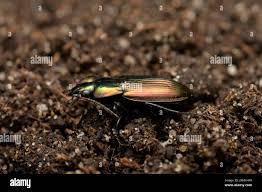 Attēlu rezultāti vaicājumam “Poecilus versicolor”
