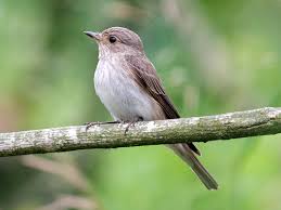 Attēlu rezultāti vaicājumam “Muscicapa striata”