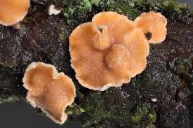 Attēlu rezultāti vaicājumam “Aleurodiscus amorphus”