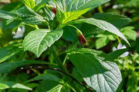 Attēlu rezultāti vaicājumam “Scopolia carniolica”