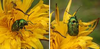 Attēlu rezultāti vaicājumam “Cryptocephalus aureolus, Cryptocephalus sericeus”