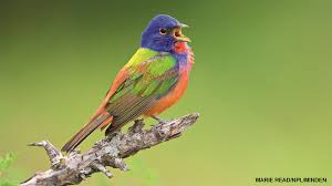 Image result for Bird