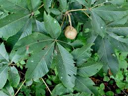 Attēlu rezultāti vaicājumam “Aesculus flava fruit”