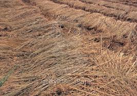 Image result for 붶