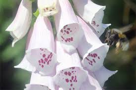 Image result for Fingerhut rot