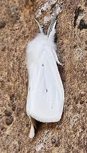 Attēlu rezultāti vaicājumam “Spilosoma sp.”