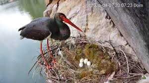 Attēlu rezultāti vaicājumam “Ciconia nigra nest”