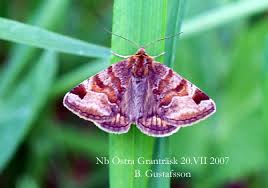 Attēlu rezultāti vaicājumam “Euclidia glyphica”