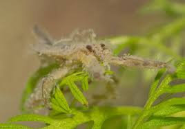 Attēlu rezultāti vaicājumam “Nepa cinerea nymph”