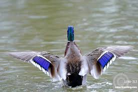 Attēlu rezultāti vaicājumam “Anas platyrhynchos male”