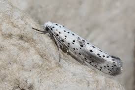 Attēlu rezultāti vaicājumam “Yponomeuta evonymella imago”