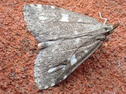 Attēlu rezultāti vaicājumam “Udea olivalis”