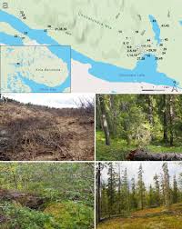 Attēlu rezultāti vaicājumam “Ophiotheca chrysosperma”