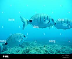 Image result for Diplodus cadenati