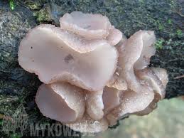 Attēlu rezultāti vaicājumam “Neobulgaria pura”