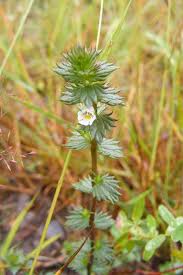 Image result for Euphrasia stricta