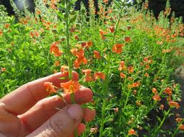 Image result for Alonsoa liniflora