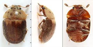 Attēlu rezultāti vaicājumam “Cychramus variegatus”