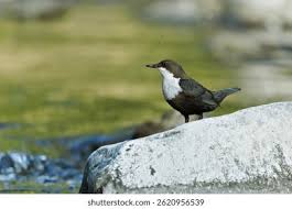 Attēlu rezultāti vaicājumam “Cinclus cinclus”