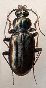 Attēlu rezultāti vaicājumam “Loricera pilicornis”