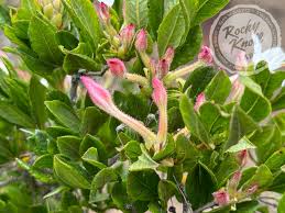 Attēlu rezultāti vaicājumam “Lycogala roseosporum sessile”