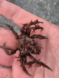 Image result for Hyas coarctatus