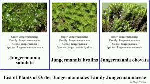 Attēlu rezultāti vaicājumam “Tritomaria exsecta”