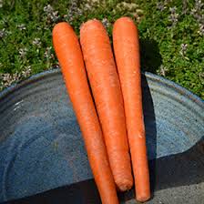 Attēlu rezultāti vaicājumam “Daucus sativus”