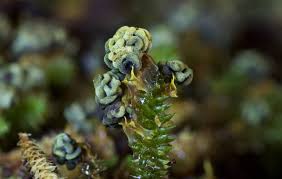 Attēlu rezultāti vaicājumam “Physarum, Nannengaella sp.”