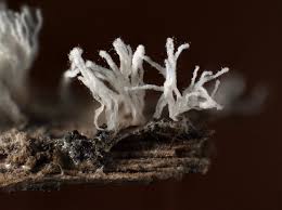 Attēlu rezultāti vaicājumam “Ceratiomyxa morchella macro”