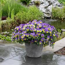 Image result for Viola x wittrockiana `Hiemalis`