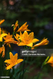 Attēlu rezultāti vaicājumam “Hemerocallis lilioasphodelus flower”