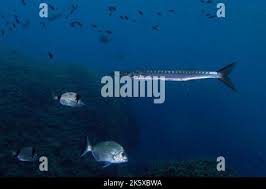 Image result for Sphyraena viridensis