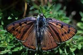 Attēlu rezultāti vaicājumam “Lycaena alciphron”